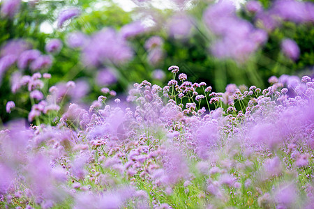 野外跑步紫色马鞭花草背景