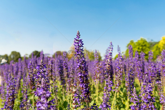 紫色浪漫薰衣草花卉特写图片