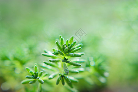 春天生长的小草绿色背景图片