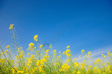 油菜花开与蓝天背景图片