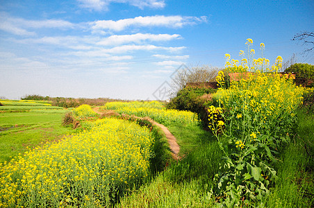 菜花照片 菜花背景 菜花摄影图片下载 摄图网