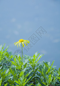 黄色雏菊春日小雏菊花背景