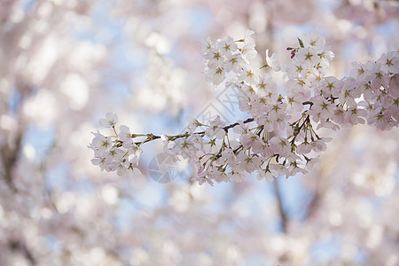 北京玉渊潭公园盛开的樱花图片