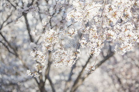 北京樱花盛开北京玉渊潭公园樱花背景