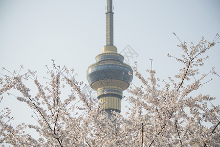 北京电视塔中央电视塔下的樱花背景