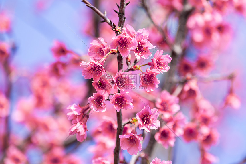 春天盛开的山樱花图片