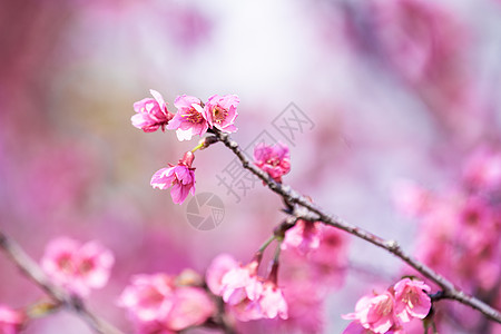 早 睡 早 起春天的粉色山樱花背景