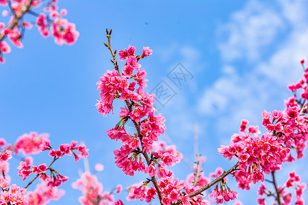 蓝天下的山樱花图片