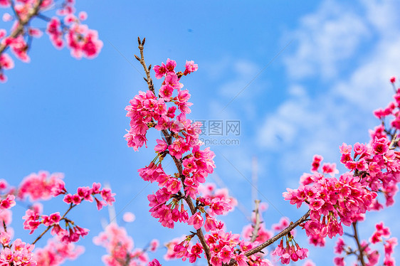 蓝天下的山樱花图片