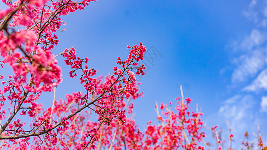 蓝天下的山樱花图片