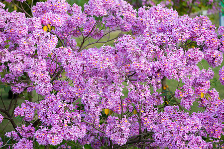 粉色浪漫满屏紫花风铃花图片