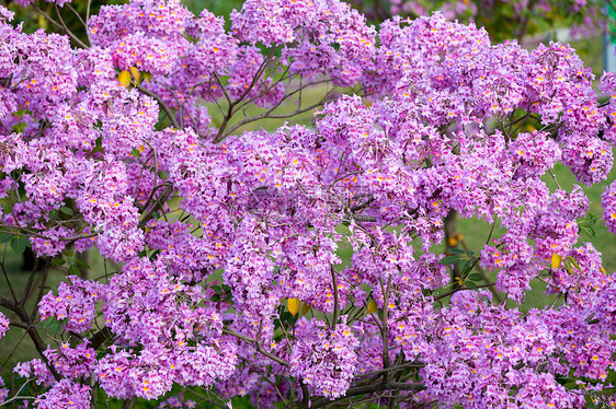 粉色浪漫满屏紫花风铃花图片