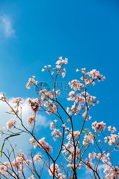 紫花风铃花图片