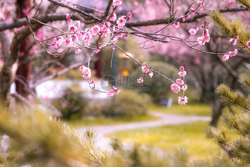春天开放的梅花图片