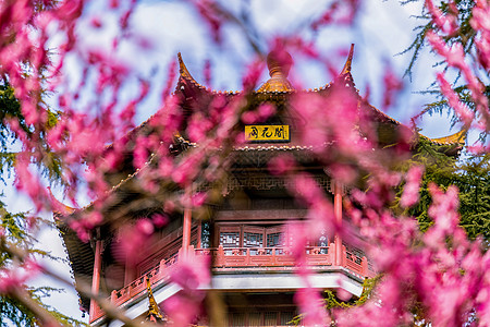 春天南京雨花台风景区梅岗的梅花高清图片