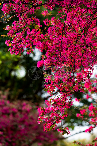 春天里红花继木图片