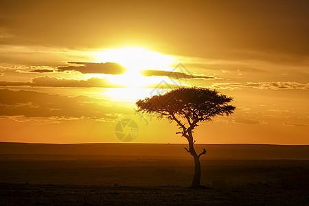 非洲草原日落图片