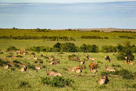 非洲角马群图片