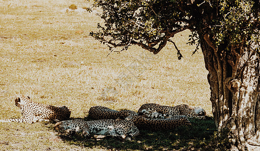 休息的非洲豹图片