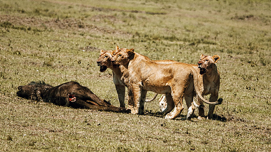 狮群捕猎非洲草原狮子高清图片