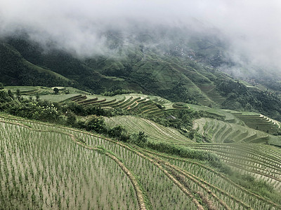 龙脊梯田水稻风景高清图片