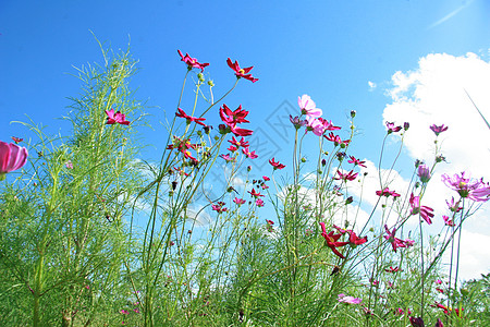 格桑花图片