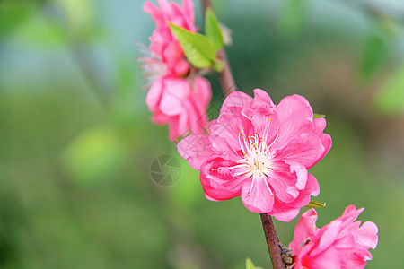 春分桃花背景