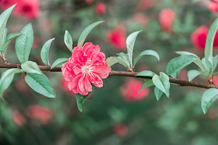 古风桃花图片