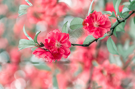 古风桃花图片