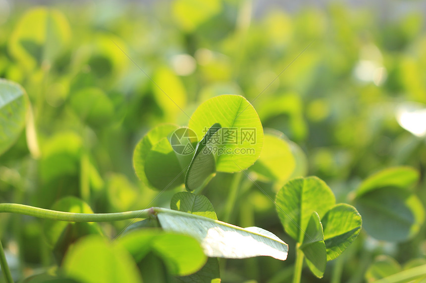 春天阳光植物小草图片