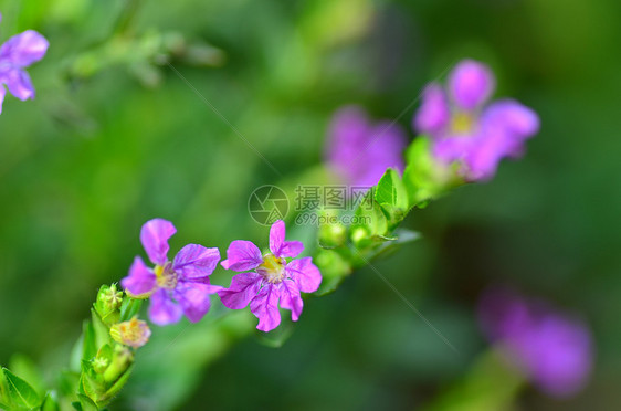 满天星开花图片