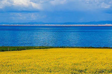 青海湖畔油菜花海背景图片