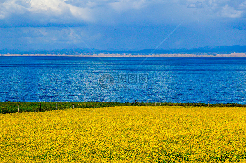 青海湖畔油菜花海图片