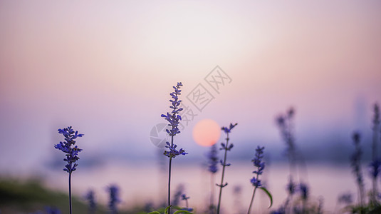 夕阳下的花夕阳下薰衣草高清图片