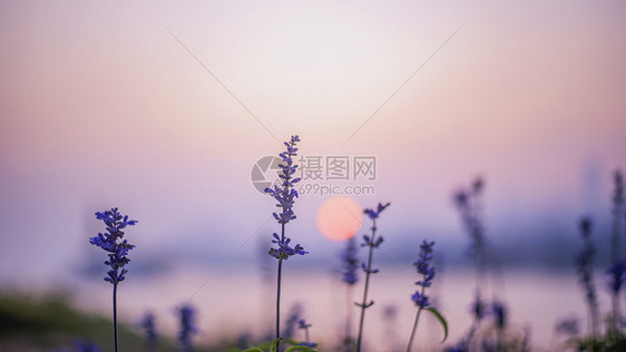 夕阳下的花图片