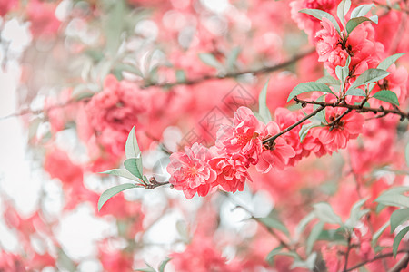 春天桃花朵朵开桃花盛开背景背景