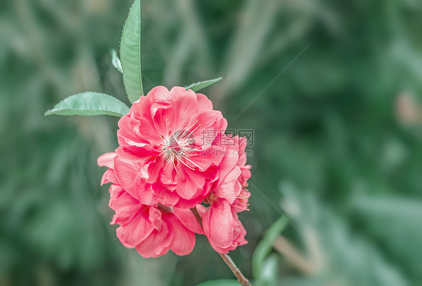 桃花盛开图片