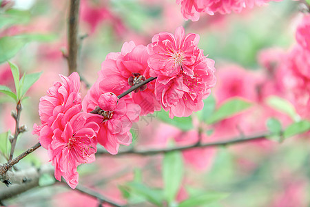 桃花盛开图片