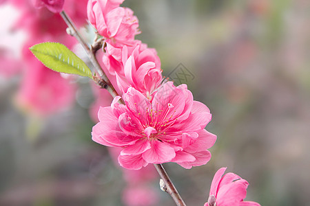 桃花酿桃花背景