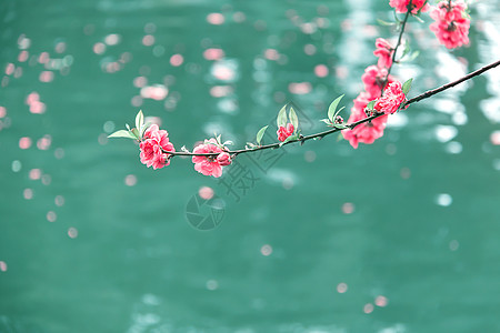 盛开的桃花桃花落水背景