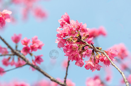 福州春天樱花里飞舞的蜜蜂图片