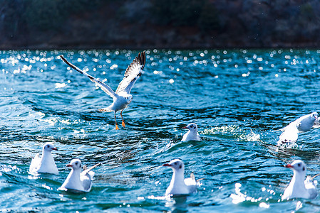 湖冬天云南泸沽湖海上飞鸟海鸥背景