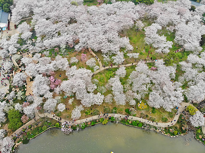 武汉樱花季樱花图片