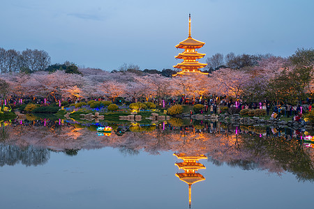 武汉樱花季樱花背景图片