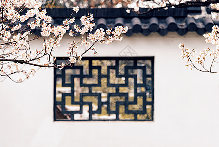 南京玄武湖樱洲春天的樱花图片