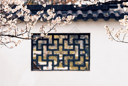 南京玄武湖樱洲春天的樱花春天背景高清图片素材