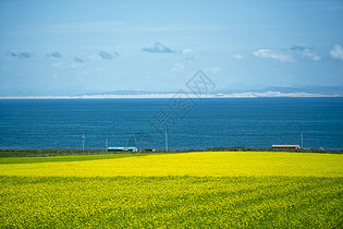 青海湖油菜花田图片