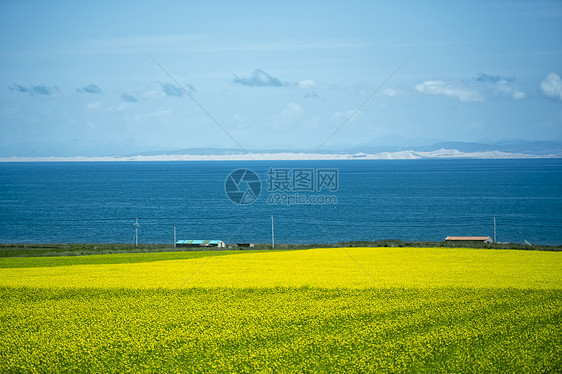 青海湖油菜花田图片