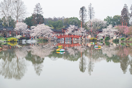 武汉樱花季樱花背景图片