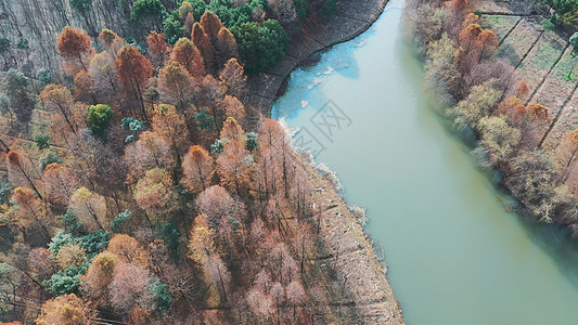 上海海湾森林公园图片